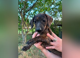 Tuttifrutti, geboren 20.03.2026, 22cm sucht ihre Menschen