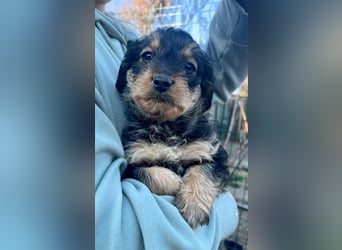 Jessica, geboren 19.01.2026 sucht ihre Menschen