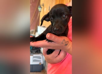 Pedro, 18.06.2026 geboren, 15cm sucht seine Chance