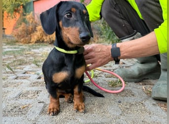 Hugo, geboren 29.04.2026, 24cm sucht sein Plätzchen
