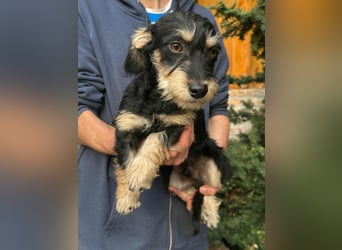 Benito, geboren 03.2025, 25cm sucht seine Menschen