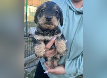 Jessica, geboren 19.01.2026 sucht ihre Menschen