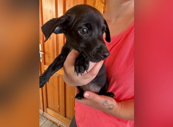 Pedro, 18.06.2026 geboren, 15cm sucht seine Chance