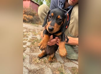 Noel, geboren 22.06.2026, 17cm sucht Dackel-Fan