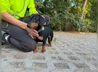 Hugo, geboren 29.04.2026, 24cm sucht sein Plätzchen