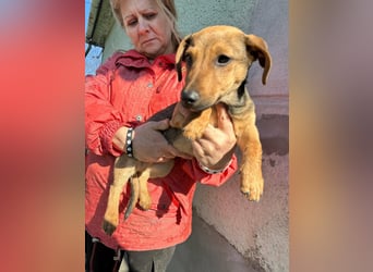 Pluto, geboren 05.11.2025, 24cm sucht sein Glück