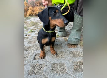 Hugo, geboren 29.04.2026, 24cm sucht sein Plätzchen