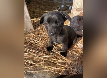 Alina, 11 Wochen sucht ihre Menschen