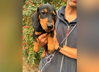 Noel, geboren 22.06.2026, 17cm sucht Dackel-Fan