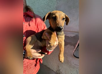 Pluto, geboren 05.11.2025, 24cm sucht sein Glück