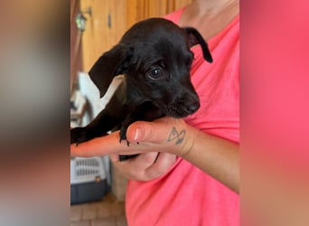 Pedro, 18.06.2026 geboren, 15cm sucht seine Chance