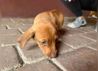 Pierre, 18.06.2026 geboren, 14cm sucht sein Für immer Zuhause