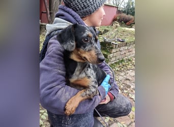 Hunor, geboren 12.06.2024, 26cm sucht seine Menschen