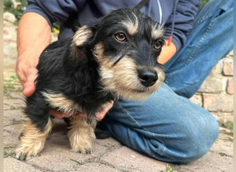 Benito, geboren 03.2025, 25cm sucht seine Menschen
