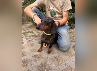 Rio, geboren 04.06.2025, 25cm sucht seine Menschen