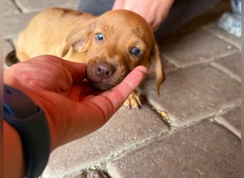 Pierre, 18.06.2026 geboren, 14cm sucht sein Für immer Zuhause