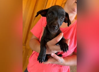Pedro, 18.06.2026 geboren, 15cm sucht seine Chance