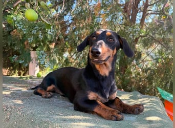 Monty, geboren 12.04.2025, 26cm sucht Dackel Zuhause