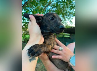 Tuttifrutti, geboren 20.03.2026, 22cm sucht ihre Menschen