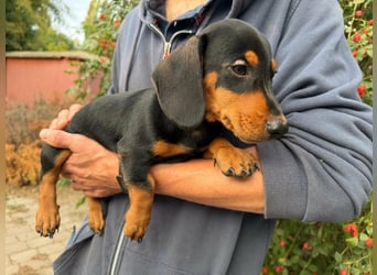 Noel, geboren 22.06.2026, 17cm sucht Dackel-Fan