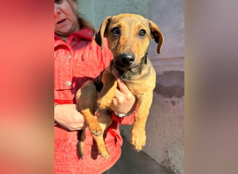 Pluto, geboren 05.11.2025, 24cm sucht sein Glück