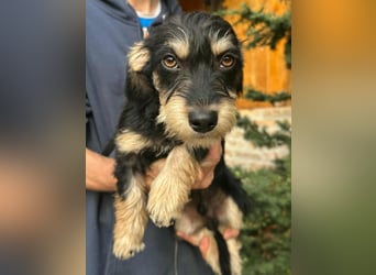Benito, geboren 03.2025, 25cm sucht seine Menschen