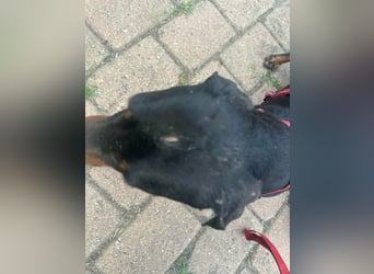 Zserbo, geboren 07.04.2020, 26cm sucht seine Menschen