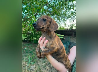 Toffifie, geboren 20.03.2026, 24cm sucht sein Zuhause