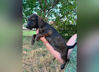 Ferrero, geboren 20.03.2026, 24cm sucht sein Plätzchen