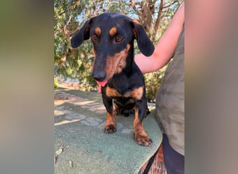 Monty, geboren 12.04.2025, 26cm sucht Dackel Zuhause