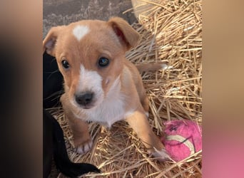 Finn, 11 Wochen sucht seine Chance