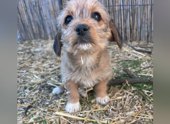 Jenna, geboren 19.01.2026 sucht ihr Körbchen