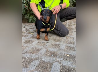 Hugo, geboren 29.04.2026, 24cm sucht sein Plätzchen