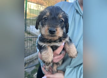 Jessica, geboren 19.01.2026 sucht ihre Menschen