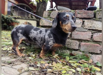 Hunor, geboren 12.06.2024, 26cm sucht seine Menschen