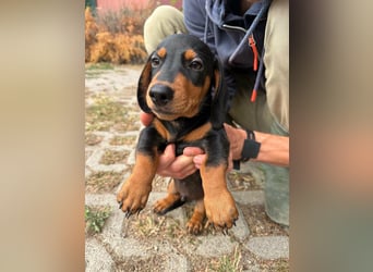 Noel, geboren 22.06.2026, 17cm sucht Dackel-Fan