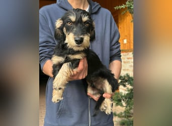 Benito, geboren 03.2025, 25cm sucht seine Menschen