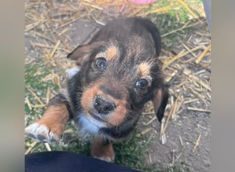 Junior, geboren 19.01.2026 sucht sein Glück
