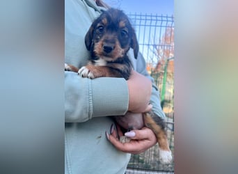 Junior, geboren 19.01.2026 sucht sein Glück