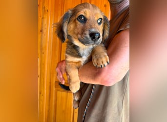 Mokka, geboren 24.04.2026, 18cm sucht sein Körbchen