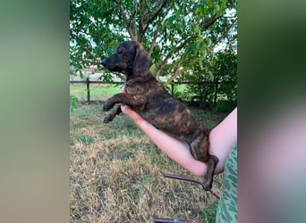Tuttifrutti, geboren 20.03.2026, 22cm sucht ihre Menschen