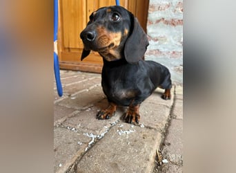 Stella, geboren 01.01.2023, 24cm sucht DICH!