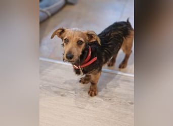 Soma, geboren 02.07.2025, 22cm sucht sein Zuhause (Pflegestelle in Steinfurt)