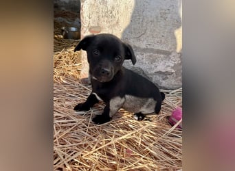 Alina, 11 Wochen sucht ihre Menschen