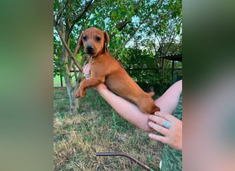 Bonbonetti, geboren 20.03.2026, 22cm sucht ihr Körbchen