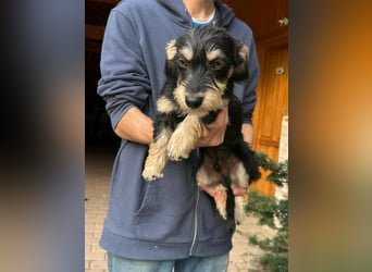 Benito, geboren 03.2025, 25cm sucht seine Menschen