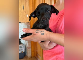 Pedro, 18.06.2026 geboren, 15cm sucht seine Chance