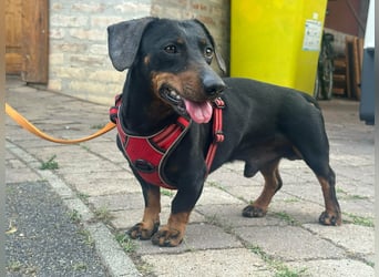 Zserbo, geboren 07.04.2020, 26cm sucht seine Menschen