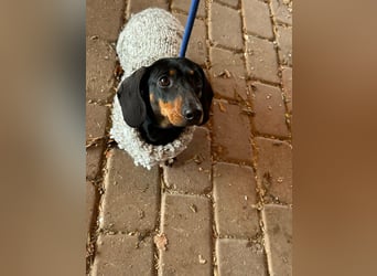 Stella, geboren 01.01.2023, 24cm sucht DICH!