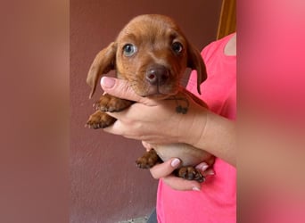 Panna, 18.06.2026 geboren, 14cm sucht ihre Menschen